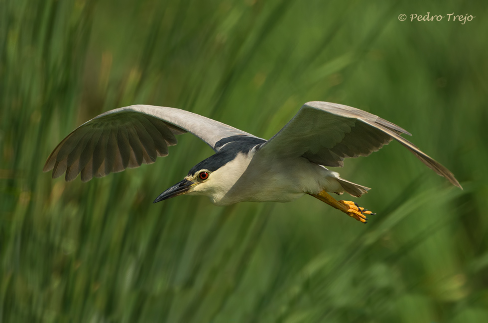 Martinete (Nycticorax nycticorax)